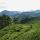 Tea and trekking: a weekend in the Cameron Highlands