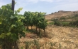 Vineyard Ta Mena, wine tasting Gozo